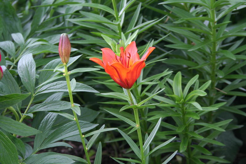 Brannlilje/Lilium bulbiferum var. bulbiferum