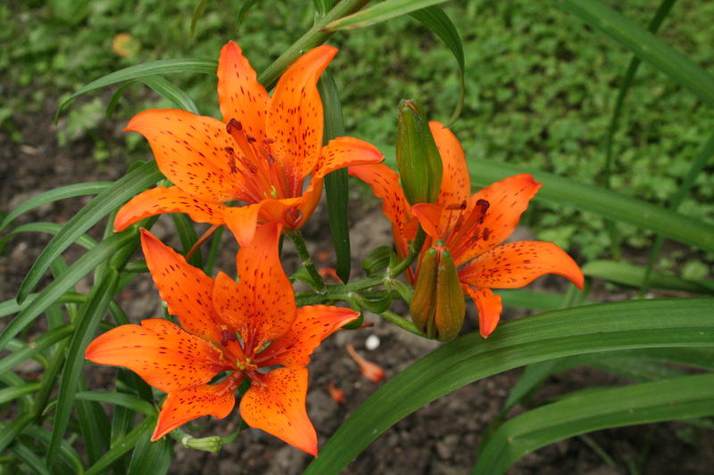 Safranlilje/Lilium bulbiferum var. croceum