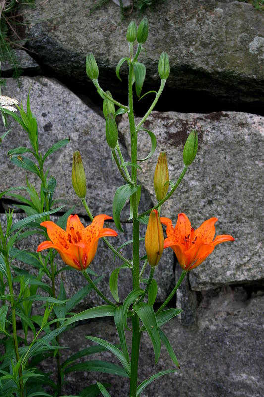 Safranlilje/Lilium bulbiferum var. croceum