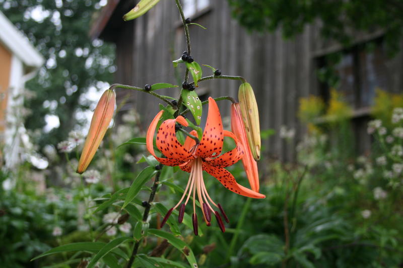 Tigerlilje/Lilium lancifolium