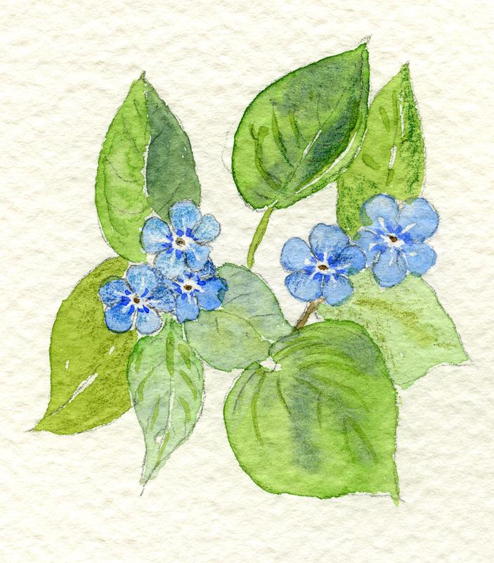 Omphalodes verna akvarell
