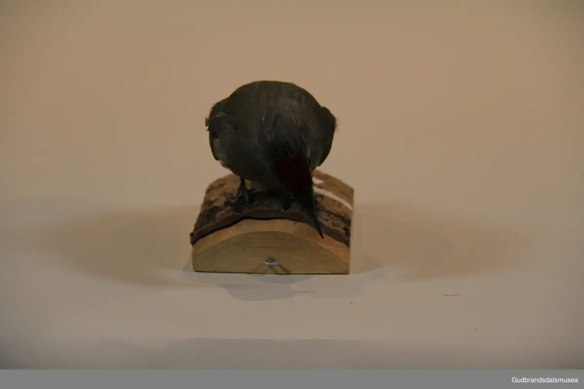 Gråspett, Picus canus, art i spettefamilien. En mellomstor (ca. 30 cm) spett med grågrønn overside, grå underside og grått hode med smal svart skjeggstripe. Ligner på den noe større og langt mer fargerike grønnspetten, men mangler dennes svarte trekantete flekk rundt øyet. Reirhullet hakkes ut i et stort løvtre, og de 5-9 hvite eggene ruges av begge foreldrene i 14-15 døgn. Ungene forlater reiret etter 3 uker og følger foreldrene ennå i noen uker. Gråspetten er vanlig i løv- og blandingsskog nær kulturlandskap i Sør-Norge så vel som ellers i Europa.