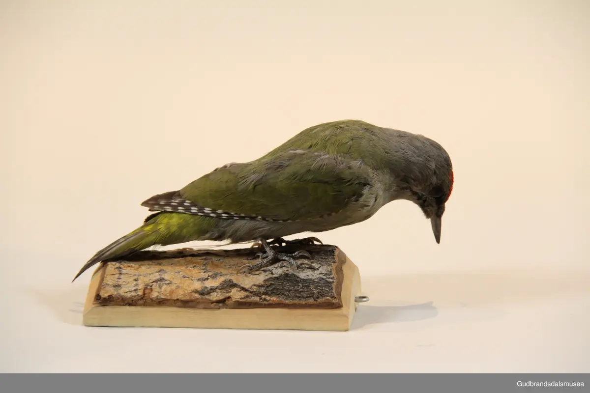 Gråspett, Picus canus, art i spettefamilien. En mellomstor (ca. 30 cm) spett med grågrønn overside, grå underside og grått hode med smal svart skjeggstripe. Ligner på den noe større og langt mer fargerike grønnspetten, men mangler dennes svarte trekantete flekk rundt øyet. Reirhullet hakkes ut i et stort løvtre, og de 5-9 hvite eggene ruges av begge foreldrene i 14-15 døgn. Ungene forlater reiret etter 3 uker og følger foreldrene ennå i noen uker. Gråspetten er vanlig i løv- og blandingsskog nær kulturlandskap i Sør-Norge så vel som ellers i Europa.
