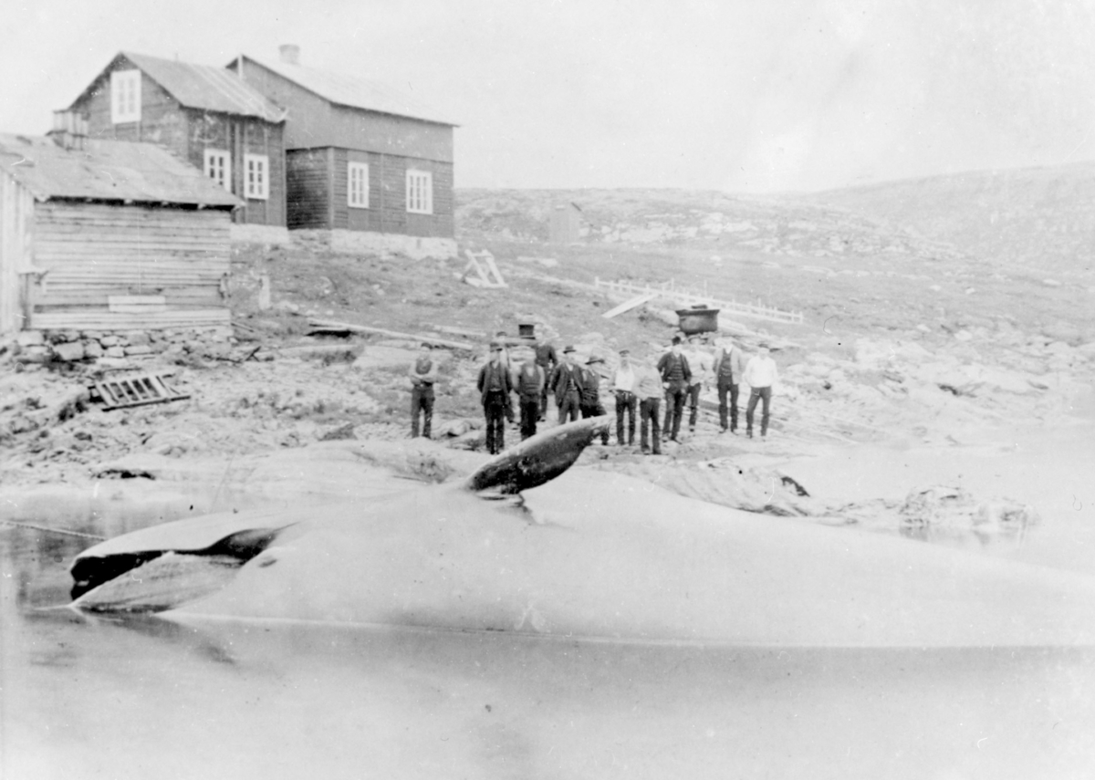 Svend Foyns annlegg i Båtsfjord. Bildet er tatt på Storholmen i Båtsfjord. Huset i bakgrunnen tilhørte Fiskefangst-selskapet Moldvik til utpå 60-tallet. På bildet ser man en hval er dratt halveis opp på land. En gruppe menn står i fjæra bak hvalen. Lengre opp i bakken står et to etasjes hus og et mindre tømmerhus. Lengst bort på bildet står det et utedo.