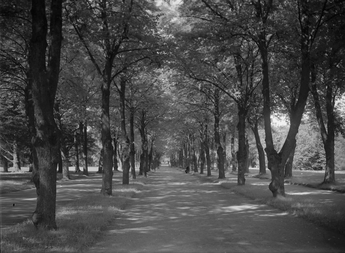 Allén i Stadsträdgården i Gävle