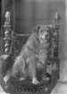 Carlssons hund Rolf