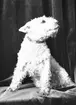 Bohlins hund