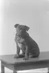 Lötmans hund Kajsa