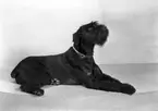 Fröken Birgit Sundemans hund, Norra Kungsgatan 3, Gävle. November 1944.