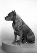 Löjtnant Sven Rydströms hund. 4 maj 1945.