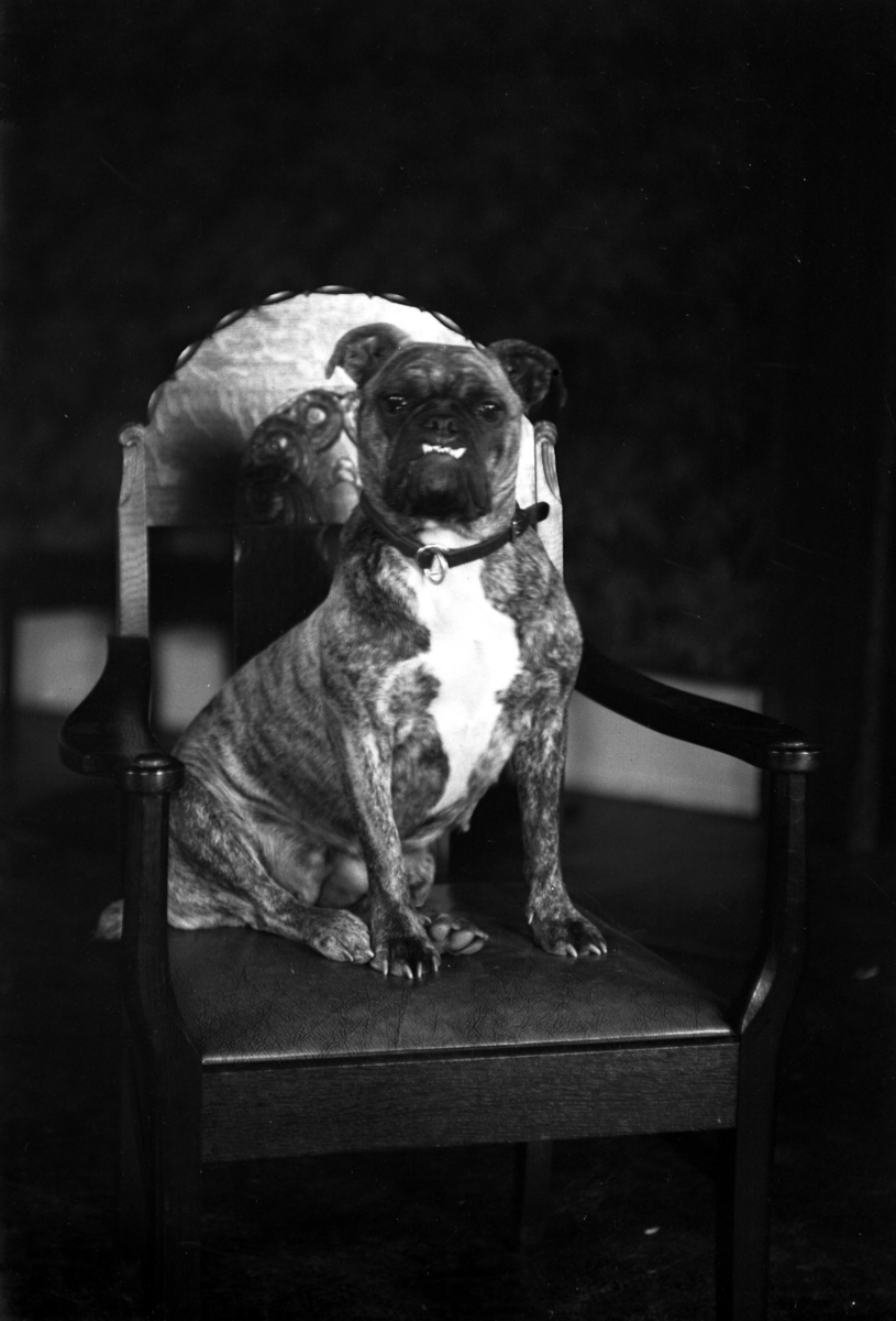 Ateljébild på en bulldog.