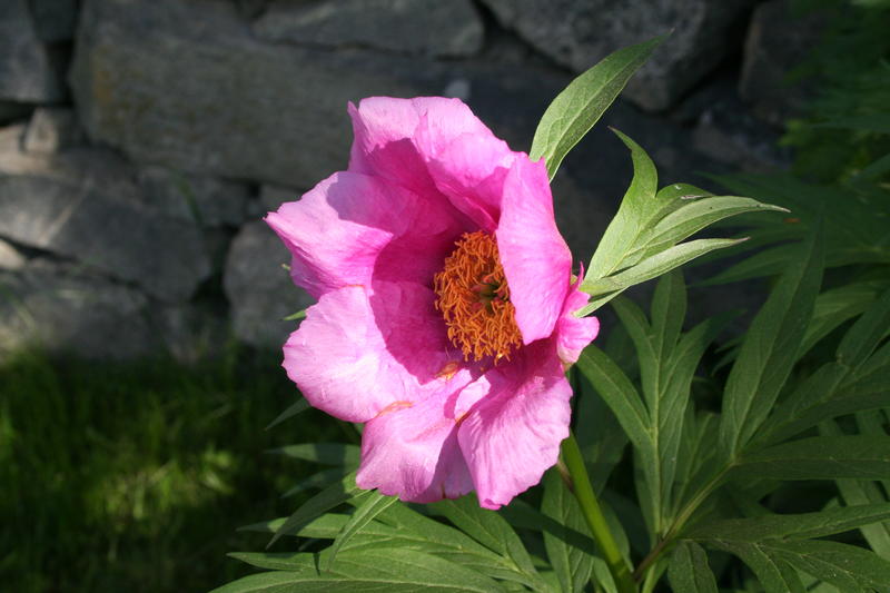 Paeonia anomala - sibirsk pion