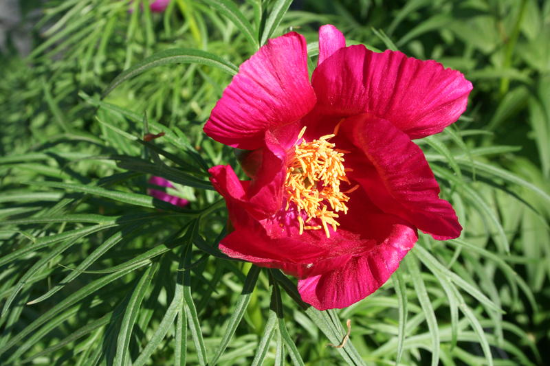 Paeonia x hybrida - herrgårdspion