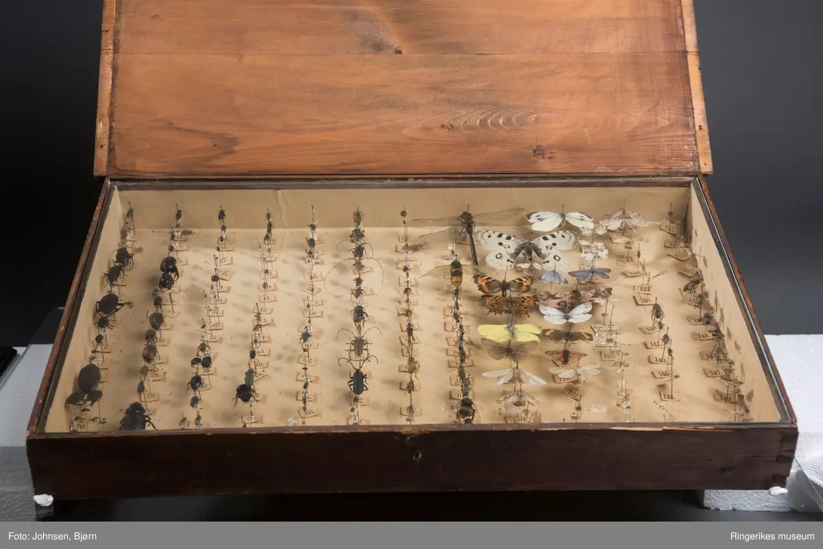 Stor insektsamling montert i et trekasse med glasslokk. 150 forskjellige norske insekter.
Samlingen er brukt  i naturfagundervisningen ved Hønefoss skole