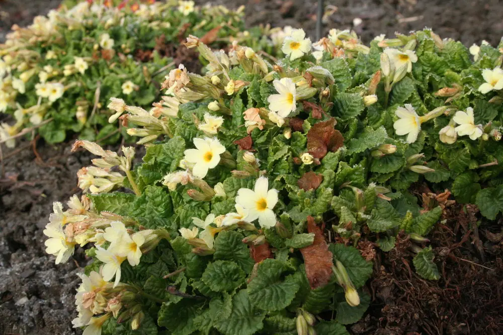 Primula 'Dorothy'.