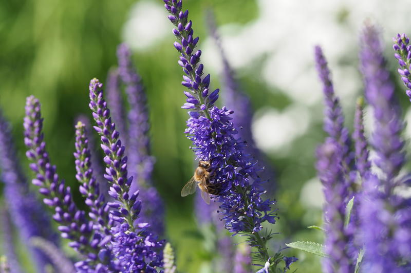 Veronica (prydveronika)