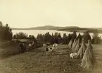 Arbete med jordbearbetning och skörd i Leksand. Boskap och hässjor, i bakgrunden utsikt över Siljan.