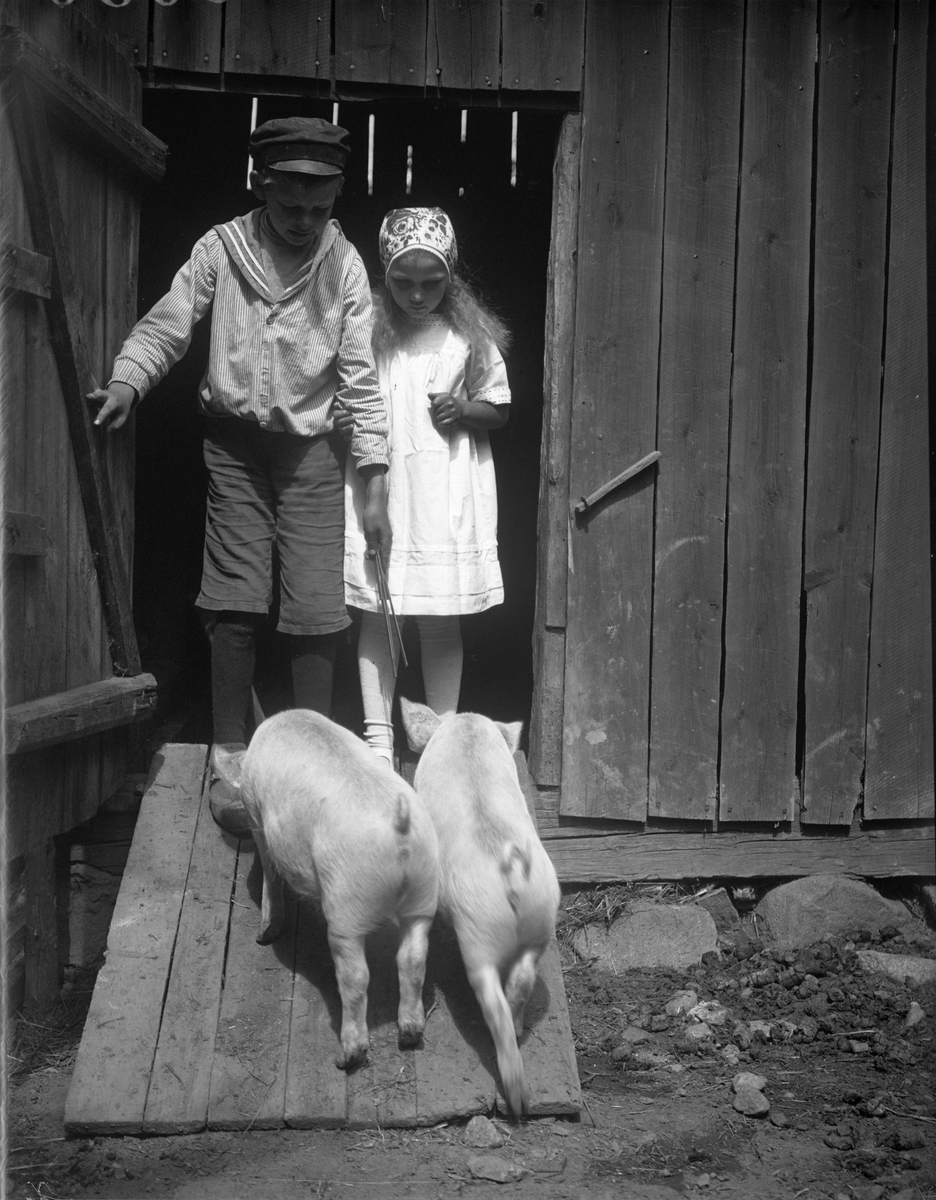 "Harry och Birgit Lindberg med grisarna", Anneberg, Altuna socken, Uppland 1922