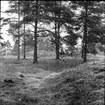 Fornlämning nr 303,
Gravhögar,
Ön.