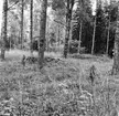 Fornlämning nr 231,
Hade.