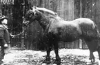 Anders Persson.
En på sin tid mycket känd hingsthållare kallad Kärr-Anders med hingsten Jupiter.
Denna hingst fick första pris vid Lantbruksutställningen i Gävle 1901.
Anders Persson var även i Norge med den. Kärr-Anders bodde sista tiden av sitt liv i Rångsta. Han var född i Vinnersjö.
