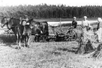 Skördebild från Vinnersjö, förmodligen på 1920-talet.
Skördemaskinen utrustad med s.k. självavläggare. Fyra personer och tre hästar arbetar.