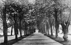 Gävle stad  Väster, Stadsträdgården.
Stora allén.
