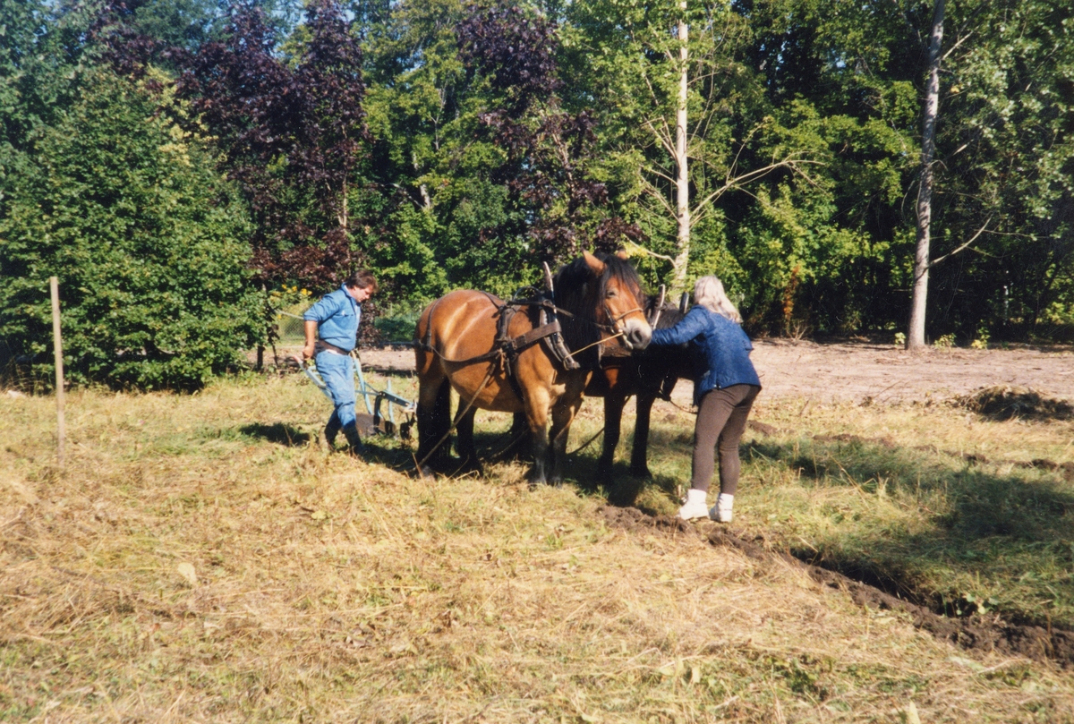 Orig. text: Plöjning med hästar vid Naturcentrum, Trädgårdsföreningen, Linköping. 1996-09-08.

Linköpings Trädgårdsförening, anlades 1859 av ett bolag på ett av Serafimerordensgillet arrenderat område. Den välskötta anläggningen utvidgades 1871 och är upplåten för allmänheten mot det att staden till bolaget årligen erlägger ett belopp av 300 rdr.