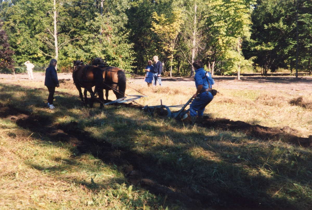 Orig. text: Plöjning med hästar vid Naturcentrum, Trädgårdsföreningen, Linköping. 1996-09-08.

Linköpings Trädgårdsförening, anlades 1859 av ett bolag på ett av Serafimerordensgillet arrenderat område. Den välskötta anläggningen utvidgades 1871 och är upplåten för allmänheten mot det att staden till bolaget årligen erlägger ett belopp av 300 rdr.