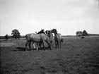 Hugo Hammarskjöld underhåller några hästar på Sjöängen vid Tuna gård.