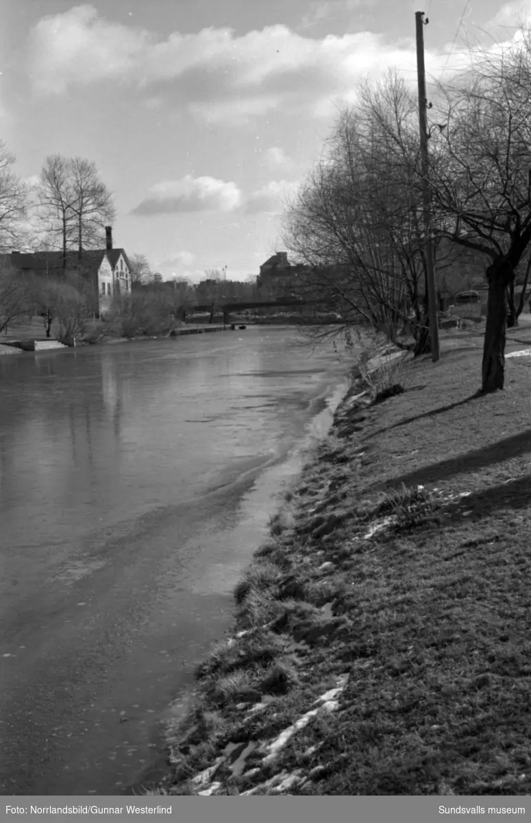 Vårflod med högt vattenstånd i Selångersån. Bilder från  områdena på båda sidor om Storbron samt vid Puckelbron.