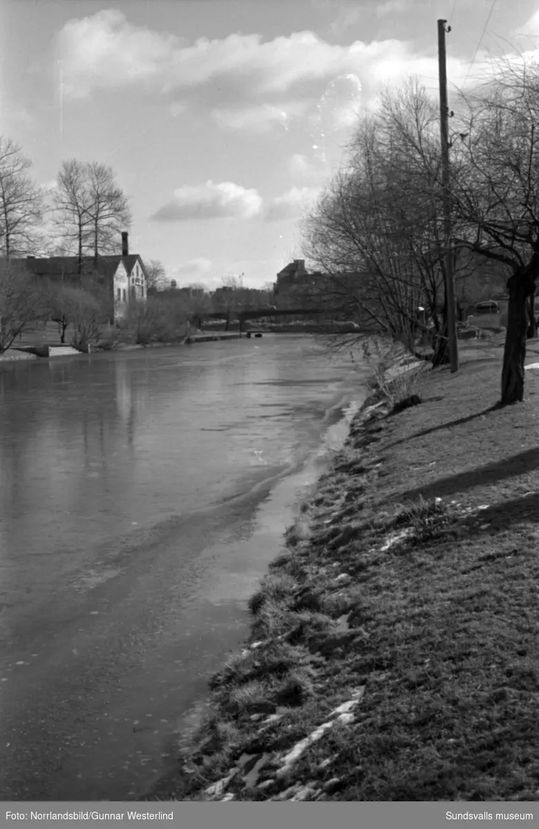 Vårflod med högt vattenstånd i Selångersån. Bilder från  områdena på båda sidor om Storbron samt vid Puckelbron.