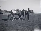 Hugo Hammarskjöld underhåller några hästar på Sjöängen vid Tuna gård.