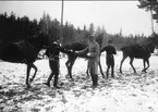 Utdelning av granriskvistar som bevis på väl genomförd jaktritt. Strömsholm 1910-11.