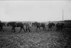 Efter jaktens slut. Strömsholm 1910-11.