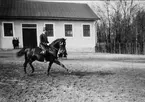 Dressyrridning på stallplan - ökad trav. Strömsholm 1910-11.