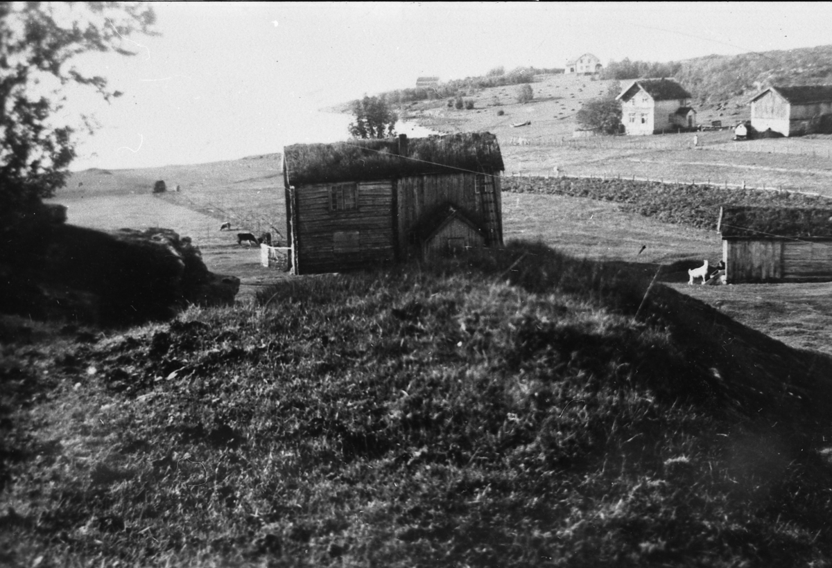Hovedbygninger på eiendommene 19-3, 19-4 og 19-12 i Skatvik, Tranøy, ca 1949