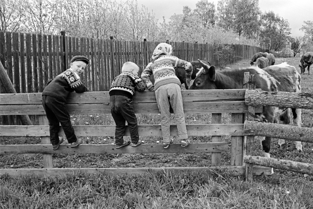 Barn, kyr, gjerde, ukjent sted