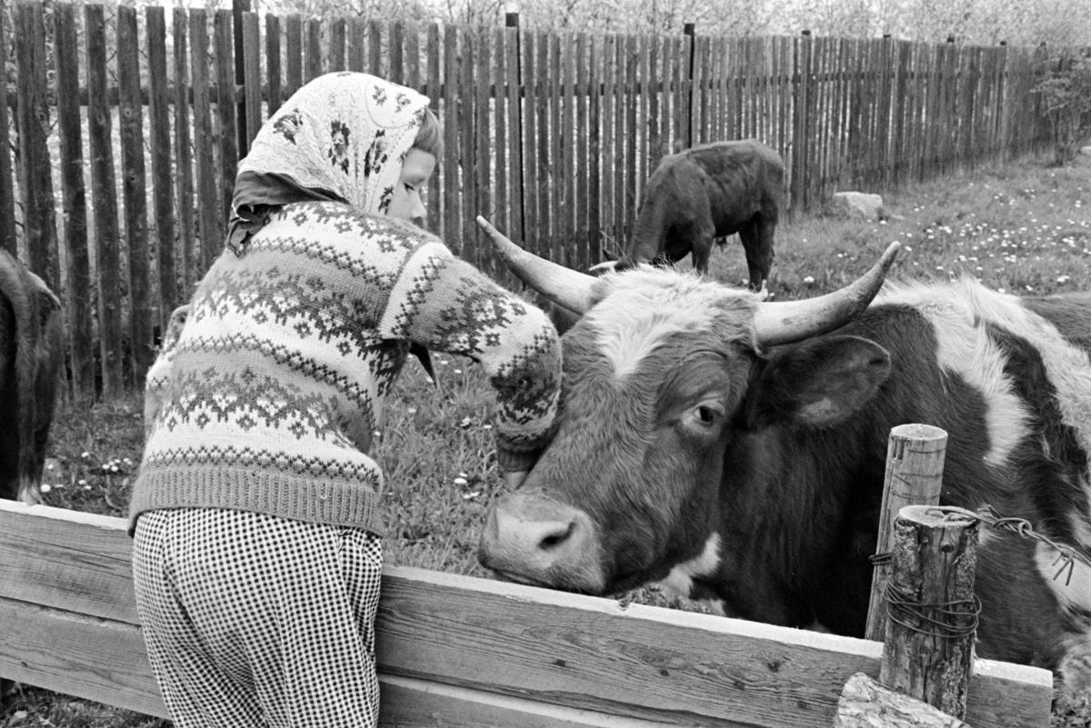 Barn, kyr, gjerde, ukjent sted