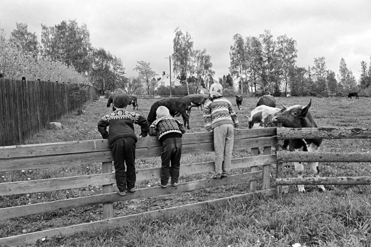 Barn, kyr, gjerde, ukjent sted