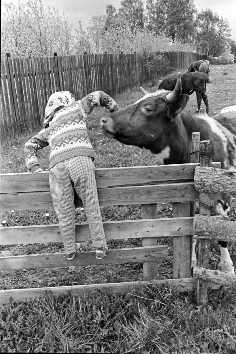 Barn, kyr, gjerde, ukjent sted