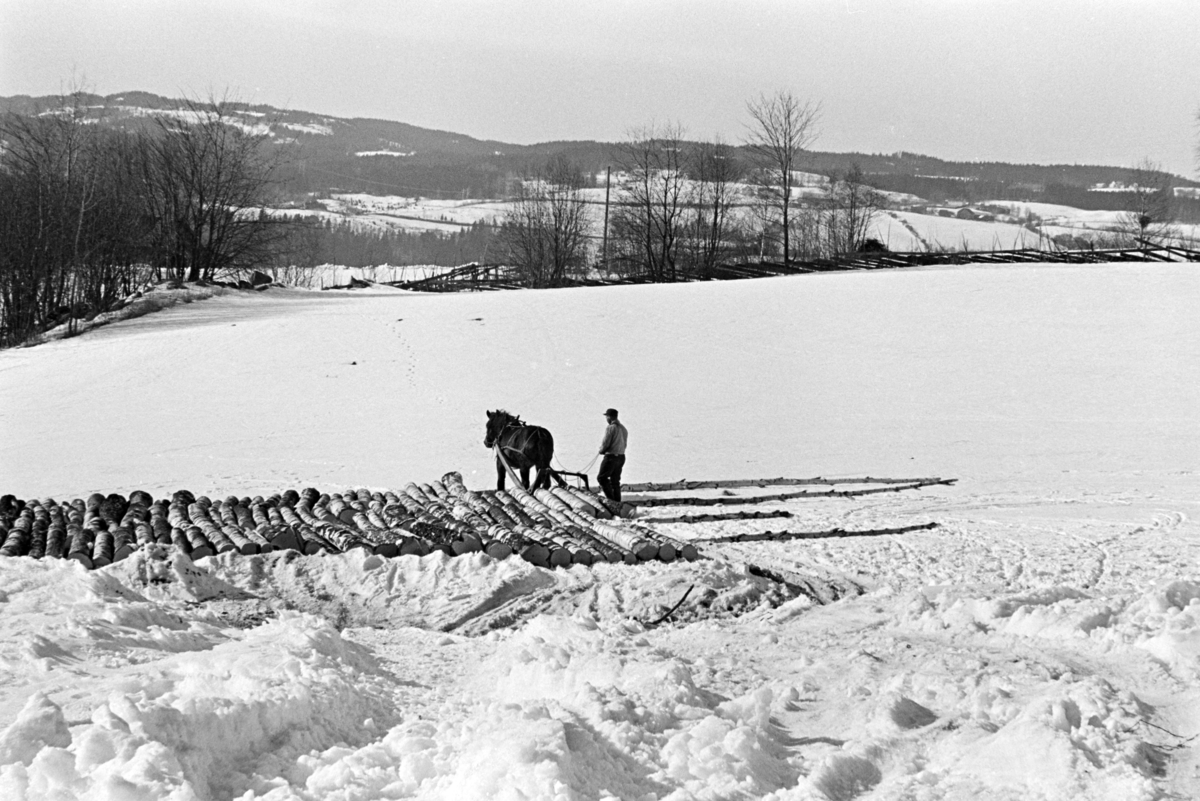 Tømmerlunning, Mengshoel,velteplass,hest, hesteredskap, skogsarbeider, vedhogst, bjørkestammer.
