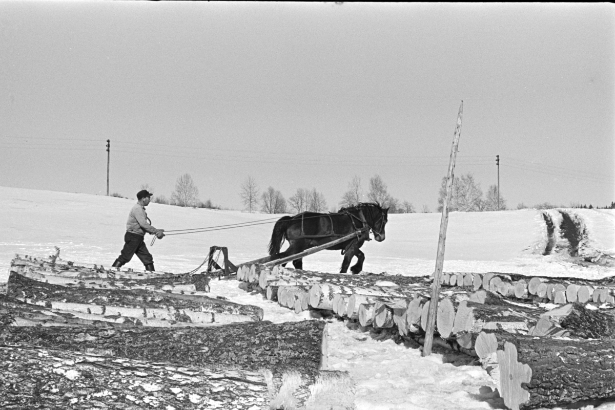 Tømmerlunning, Mengshoel,velteplass,hest, hesteredskap, skogsarbeider,vedhogst, bjørkestammer.