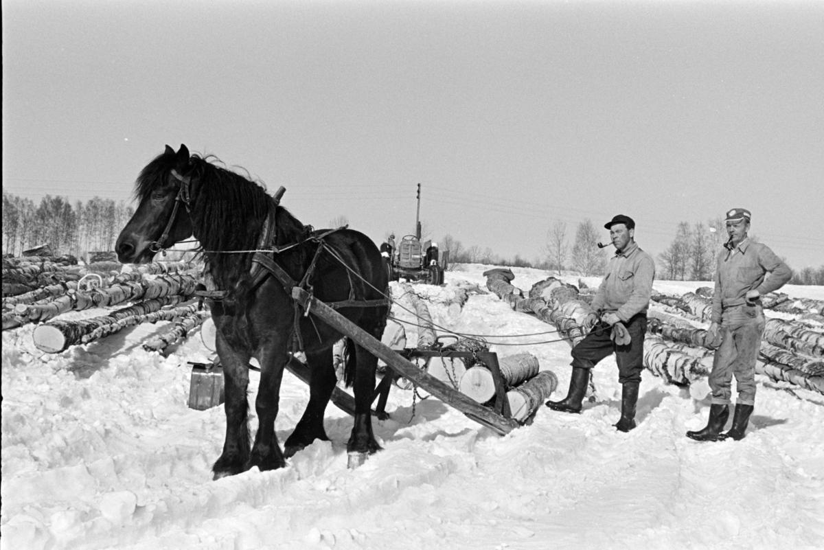 Tømmerlunning, bjørkestammer, Mengshoel,velteplass,hest, hesteredskap,to ukjente menn, røyker pipe, "røykepause", vedhogst,