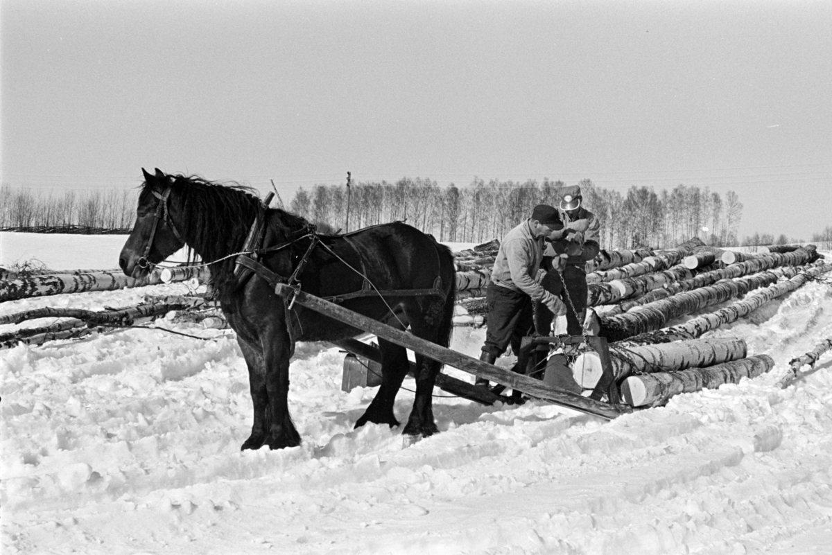 Tømmerlunning, bjørkestammer, Mengshoel,velteplass,hest, hesteredskap,to ukjente menn, vedhogst,