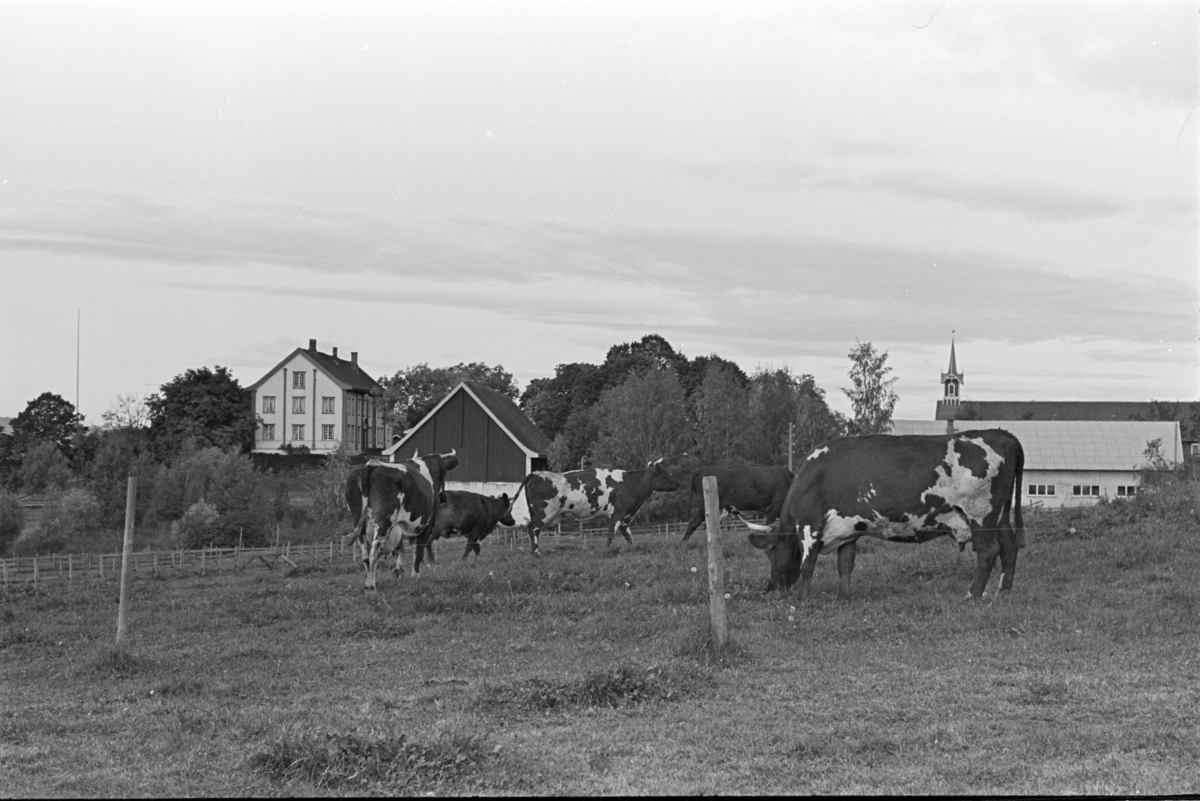 Hoel gard, Nes, Hedemark. Kyr på beite. Hovedbygning og driftsbygninger.