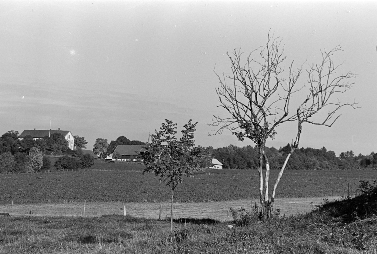 Utsikt mot Hoel gard, Nes, Hedmark.