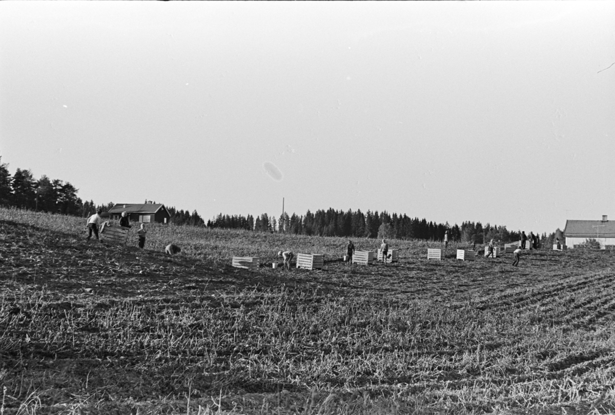 Alhaug, Alu østre, potetplukking,potetkasser,traktor