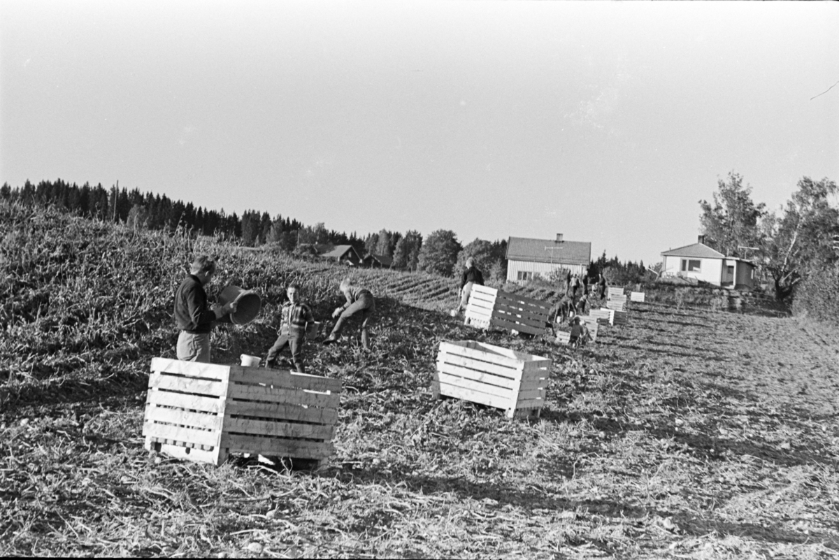 Alhaug, Alu østre,, potetplukking,potetkasser,barn,