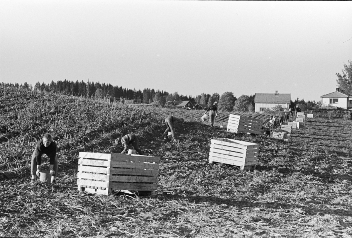 Alhaug, Alu østre, potetplukking,potetkasser,barn,